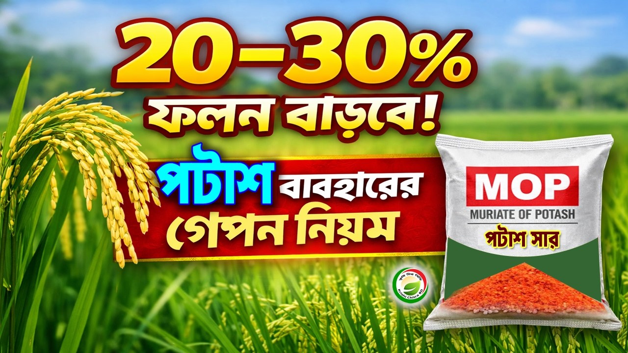 ধানে পটাশ সারের গোপন নিয়ম! ২০–৩০% ফলন বাড়াতে এখনই জানুন।