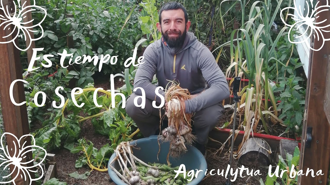 La Primera Gran Cosecha en un Espacio Pequeño | Agricultura Urbana en el Sur de Chile | Tour 🌱🥬🥦🥔🍓