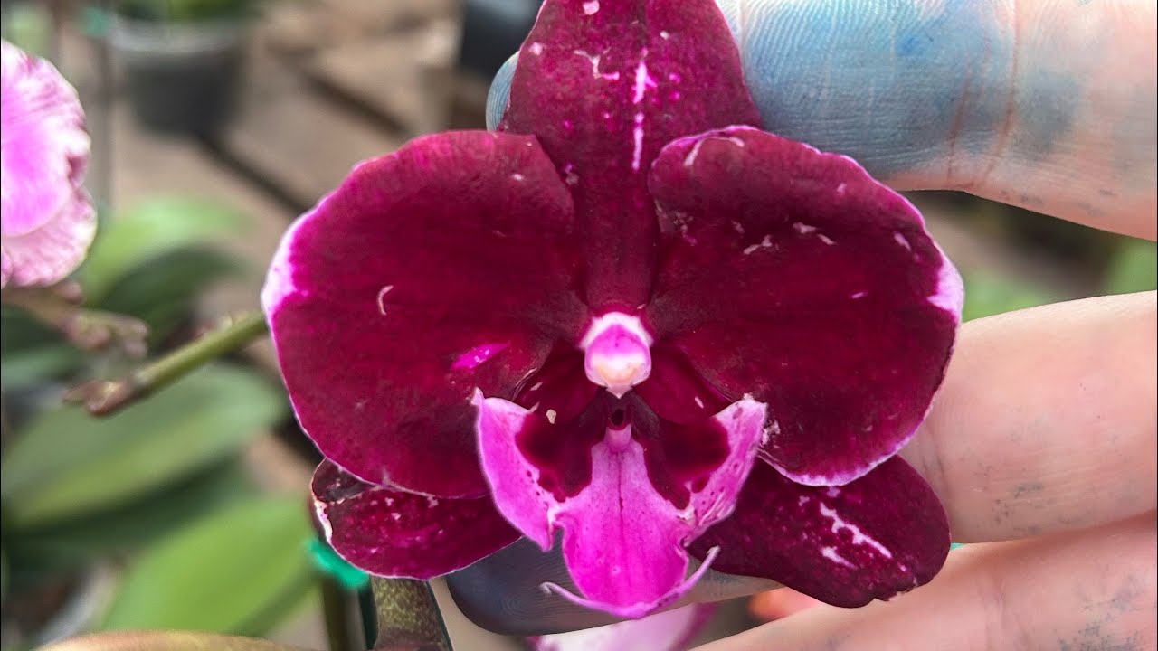 Lindas de maravilhosas de hoje .,. 