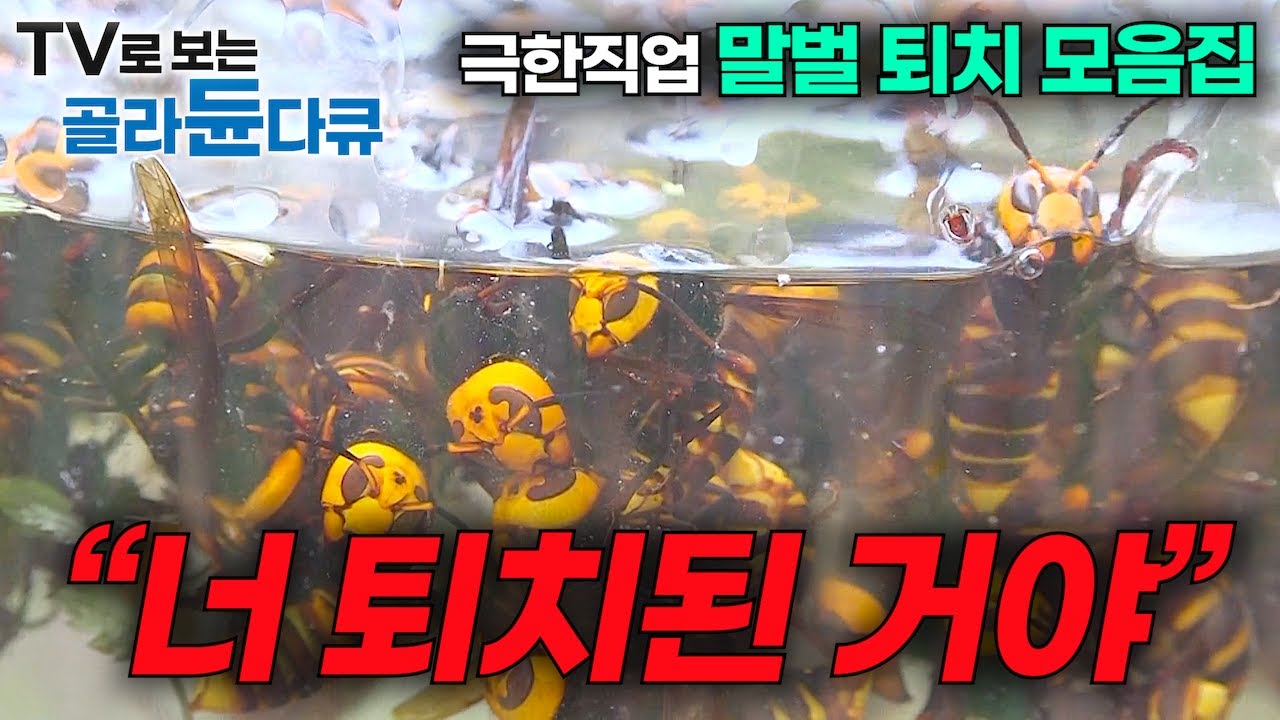 새벽 2시 장수말벌이 잠든 사이 말벌집을 꺼내 말벌주를 담근다🐝 극한직업 장수말벌 퇴치 모음집 ┃최강의 포식자를 사냥하기 위한 전략과 사투!┃장수말벌 수난시대┃#골라듄다큐