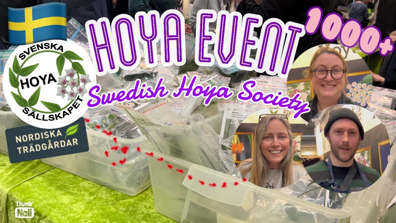 📣BIGGEST HOYA EVENT!! 1000+ Hoya cuttings | Swedish Hoya Society spring 2023 | Nordiska Trädgårdar