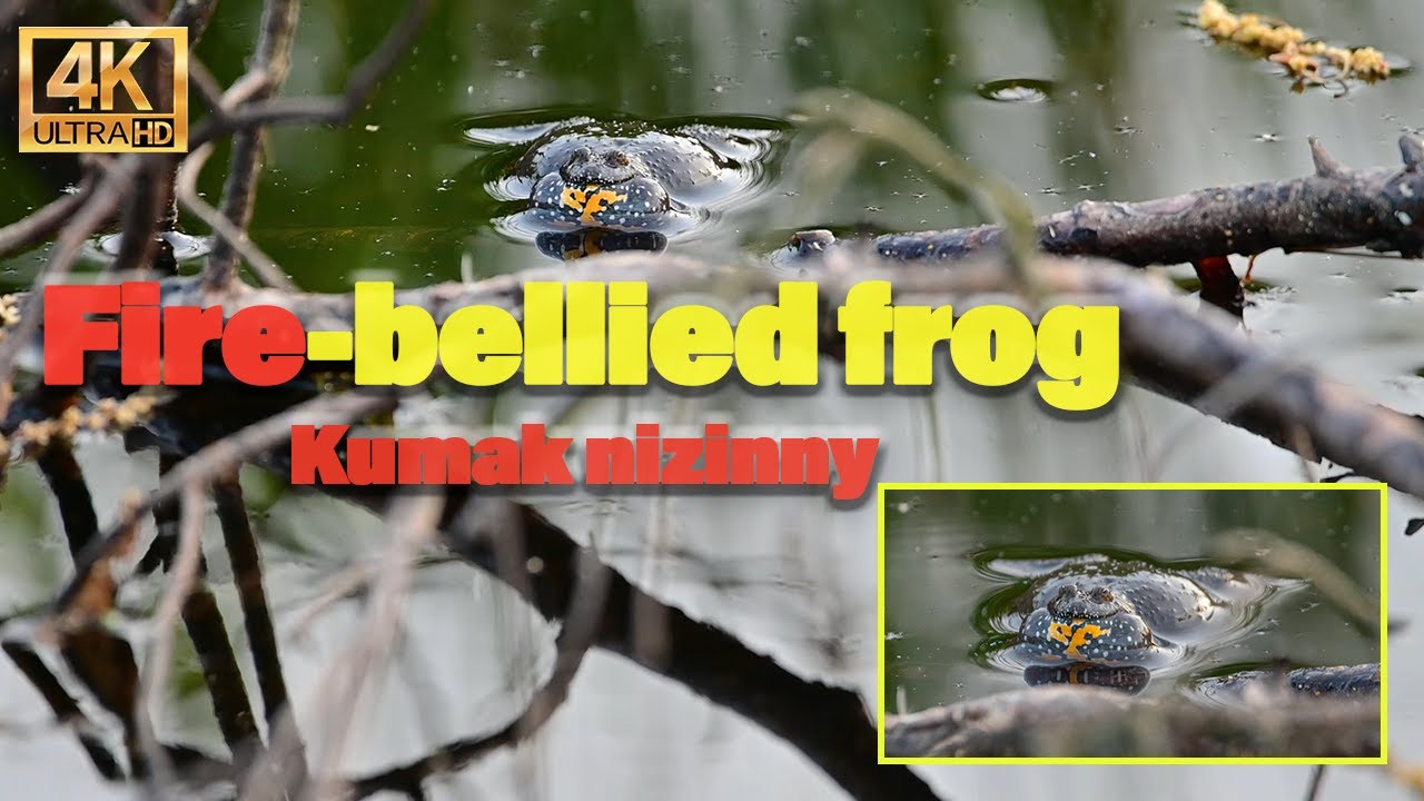 Fire-bellied frog | Kumak nizinny | Bombina Bombina