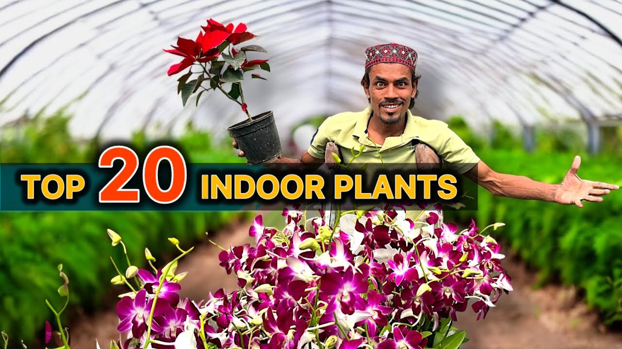 Top 20 Low Maintenance Indoor Plants for home | Indoor Flowers | Ar Rehman Nursery 