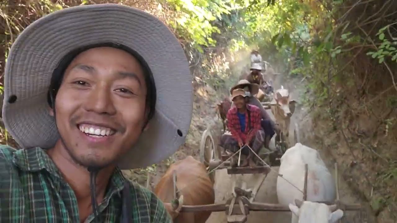 ကိုနေဝေးတို့ စပါးသိမ်းချိန်မှာ ဘယ်လိုလုပ်ကြသလဲ.....?