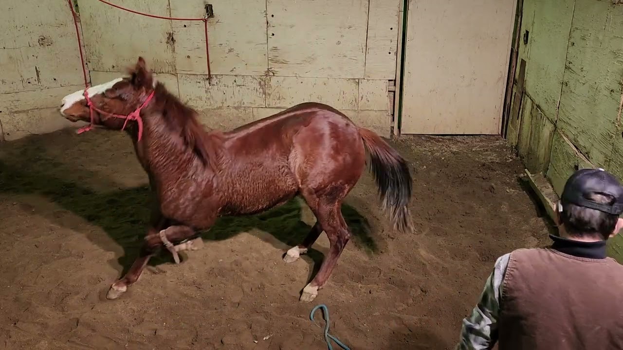 # 5 El Rebelde, poco a poco no ay prisa.