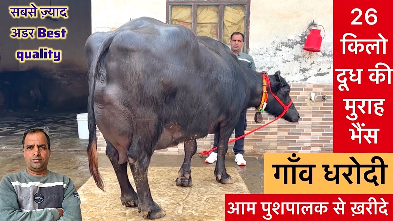 26 किलो दूध की मुराह भैंस ख़रीदे आम पुशपालक से 6 लाख की कटडींया के लगे हैं Best Murrah Buffalo 
