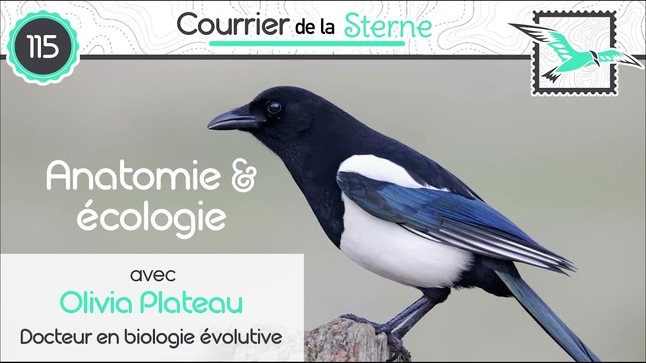 CDLS#115 : Morphologie du crâne et Ostéologie des oiseaux avec la Docteure Olivia Plateau