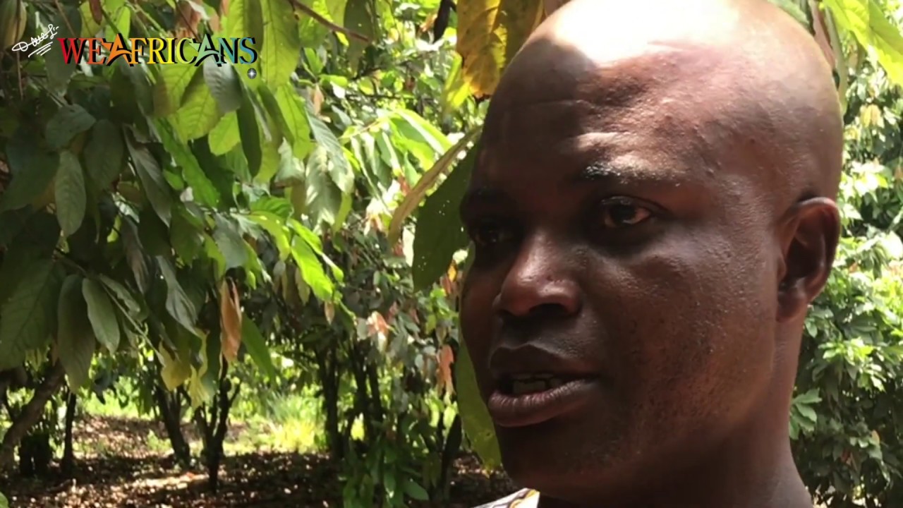 Cocoa Farm Lagos - Cocoa Farm Ogun State - Cocoa Production Nigeria - Weafricans
