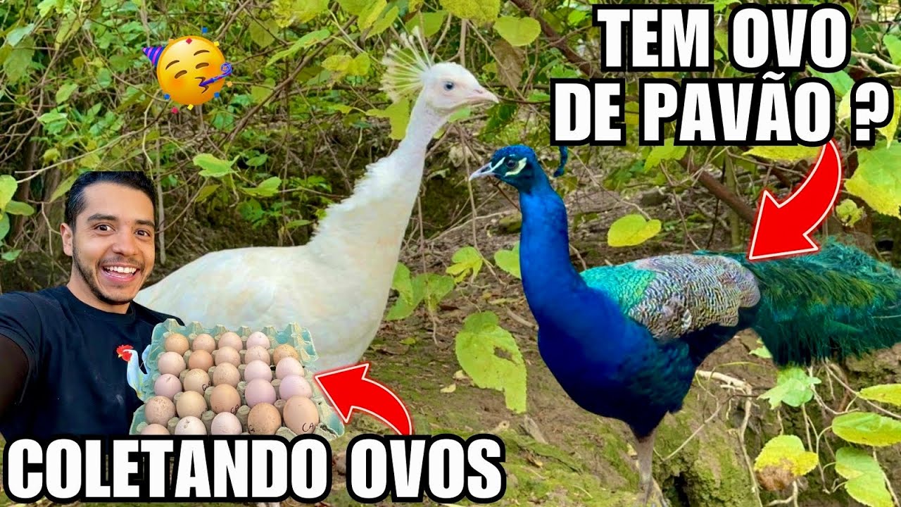 Coletando ovos na criação de aves ornamentais Qual ave botou ? | Filhote de mandarim | Aves Recriar