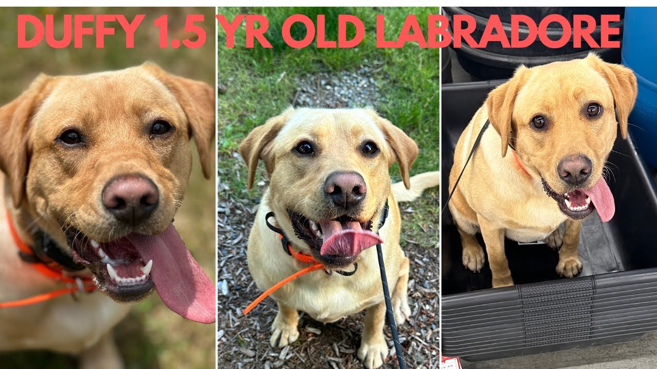 Duffy-1.5 year old-Labrador Retriever-Best Friend Forever K9 Training