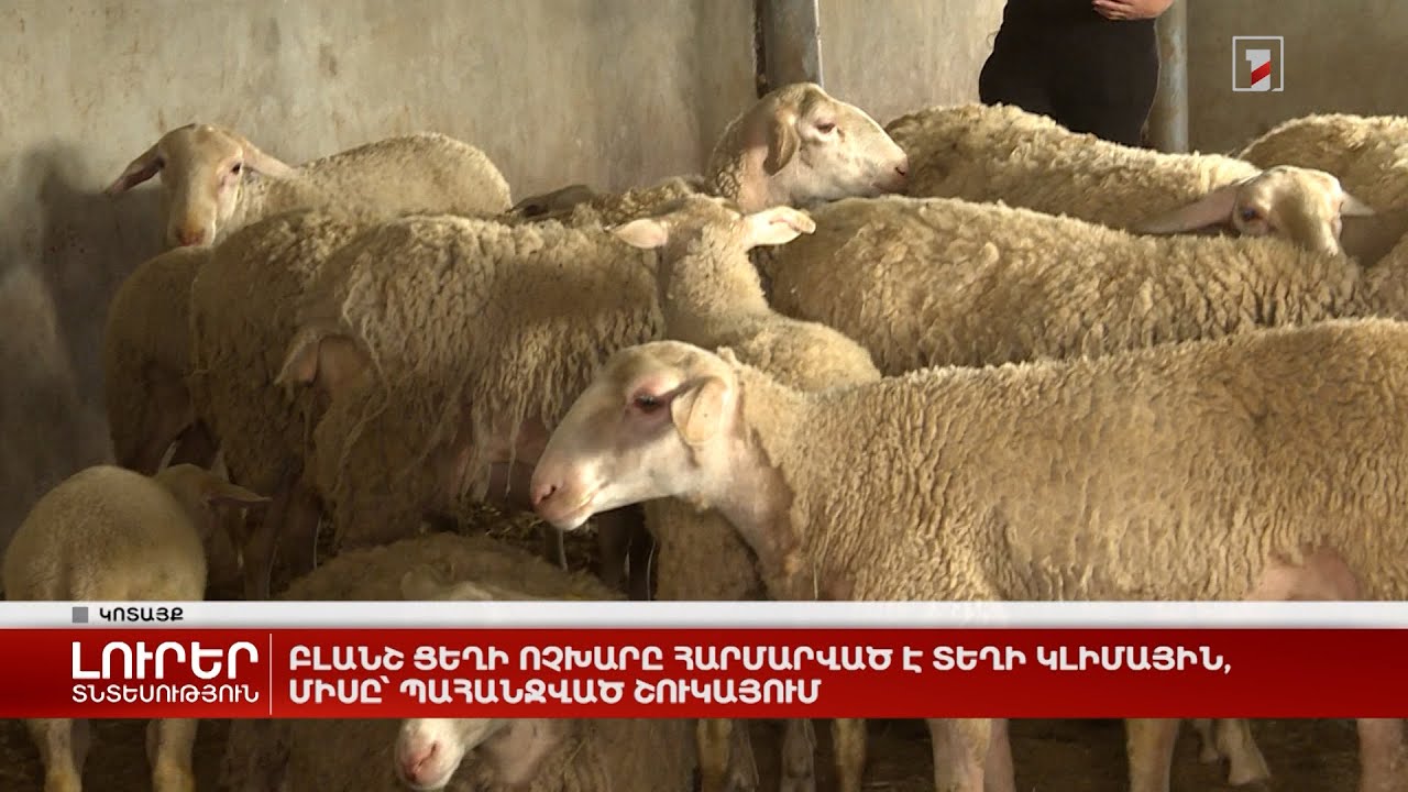 Բլանշ ցեղի ոչխարը հարմարված է տեղի կլիմային, միսը` պահանջված շուկայում