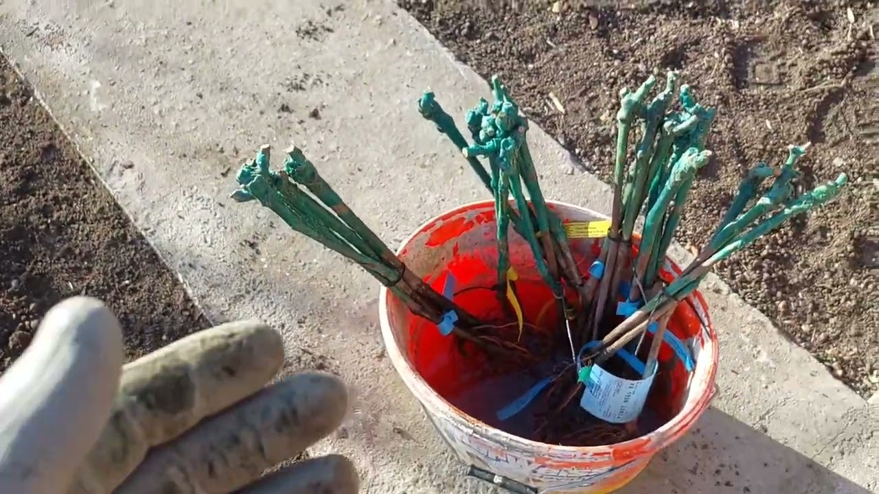 Plantare vița de vie