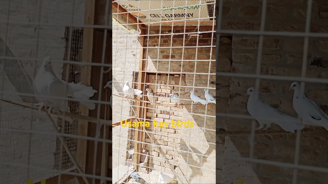 Usama kay birds 90 #lovebirds #indianpeigons#pakistanipeigons#pakistankabootar#kabootar