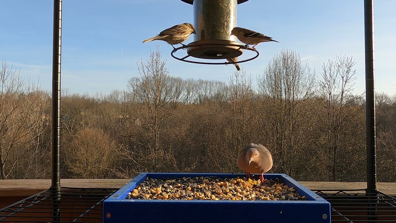 Birds having lunch