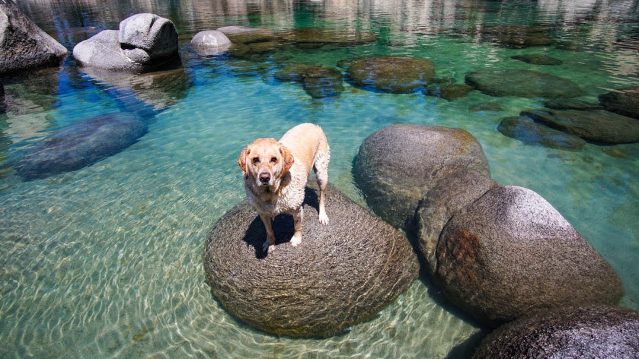 We found the secret beach | Dogs try shoes for the first time