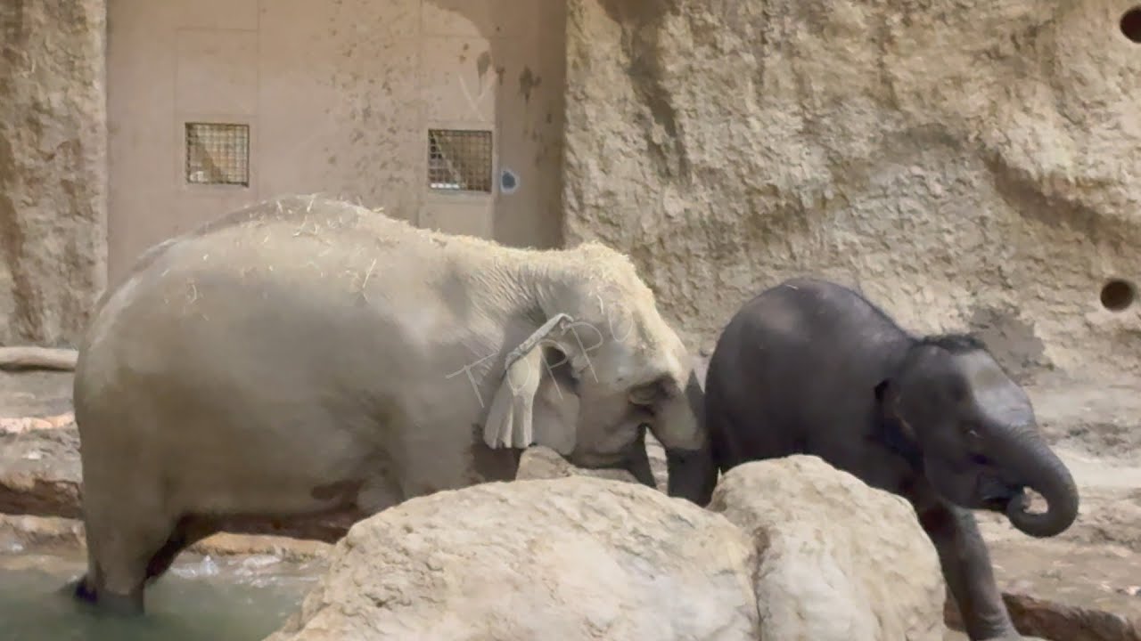 2026年1月17日 #円山動物園 タオちゃんのプール遊びを阻止するパールさん #MaruyamaZoo #Zoo #Elephant