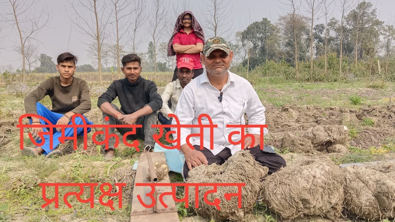 जिमीकंद खेती का उत्पादन प्रत्यक्ष रूप से