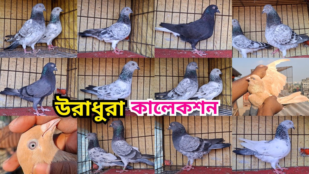 হেমার,সিলভার,বেজি,ছুল্লি,মুসলদম,বাঘা,কালোগলা, সবুজগলা, খয়রাগলা ও পাল্লা করা কবুতর কিনুন। 