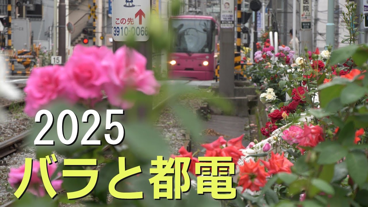 バラと都電【2025】都電荒川線、東京