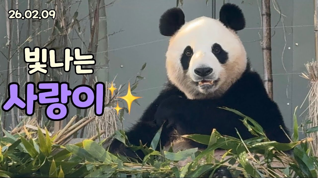 26.02.09 눈에 별을 담은 것 같은 반짝반짝 아이바오✨🤍