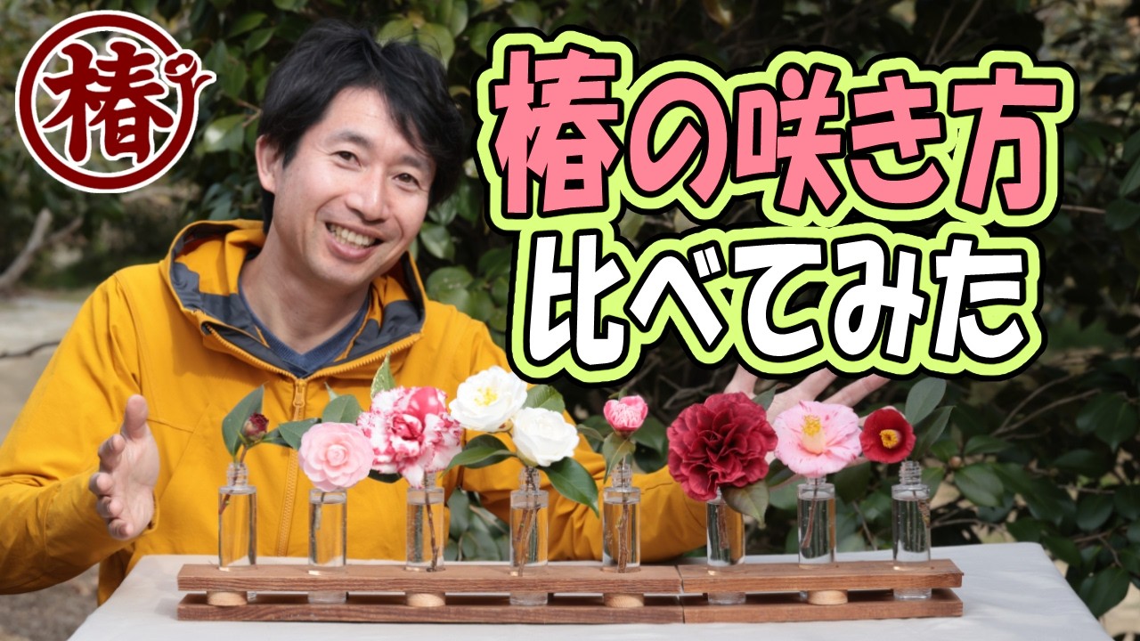 これ全部、椿（つばき）！？｜八重咲き“花形”コレクション＆見比べ図鑑