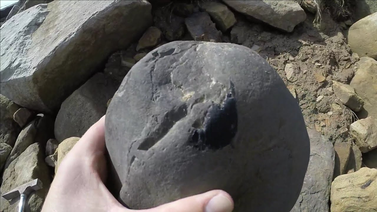 Yorkshire Fossil Collecting Runswick 2