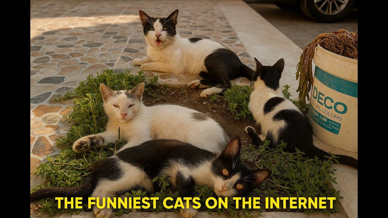 The Funniest Cats on the Internet