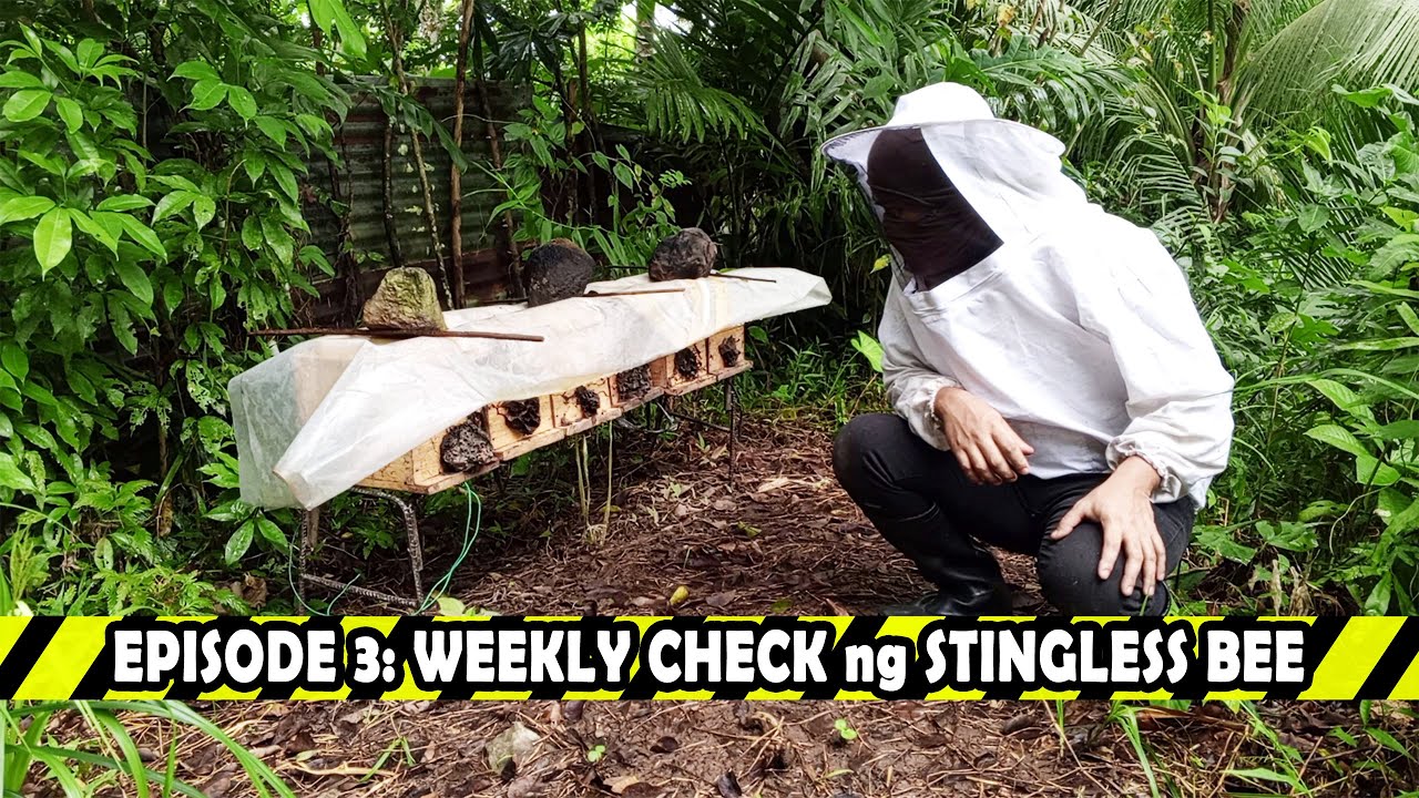 Episode 3: Weekly check ng stingless bee's colonies | #millennialfarmer #stinglessbee #beefarming