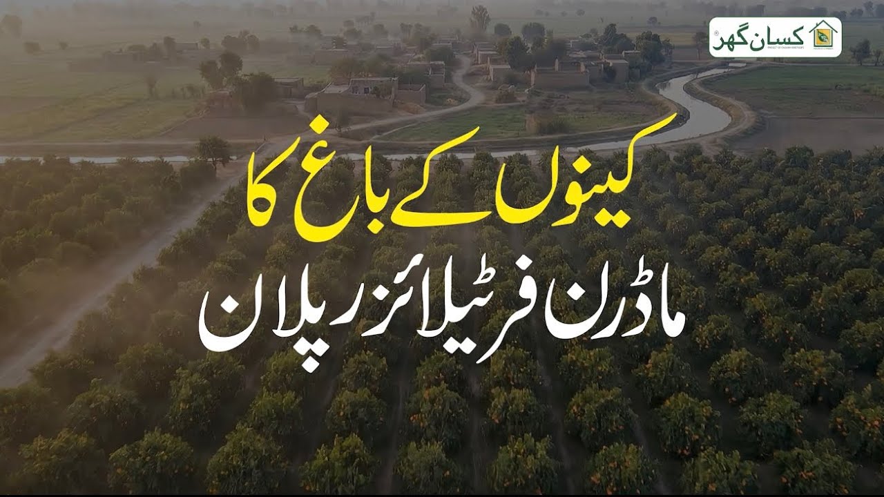 Complete And Premium Fertilizer plan for citrus Trees after fruit picking and pruning of trees