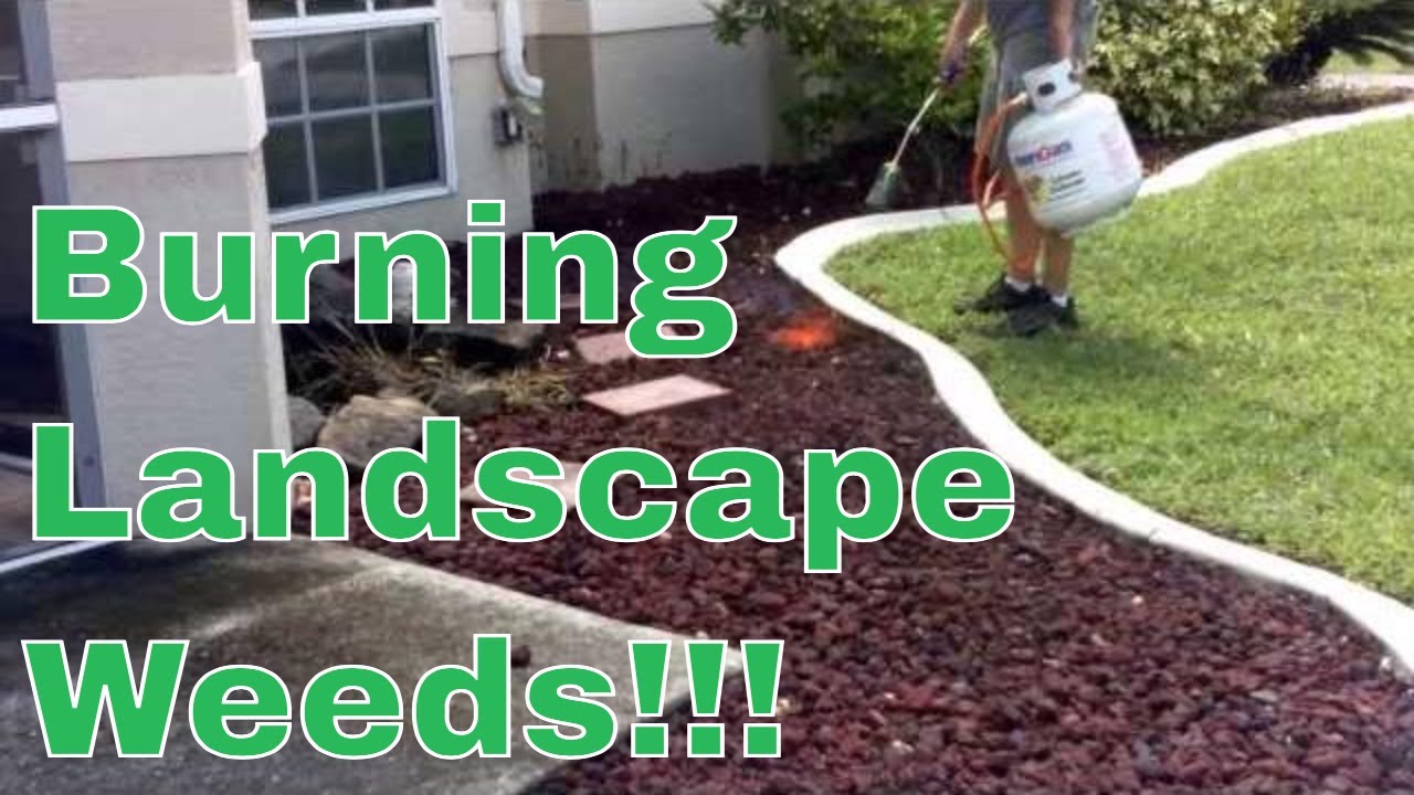 How To Kill / Rid Landscape Weeds with a Propane Torch - Harbor Freight Tools Torch