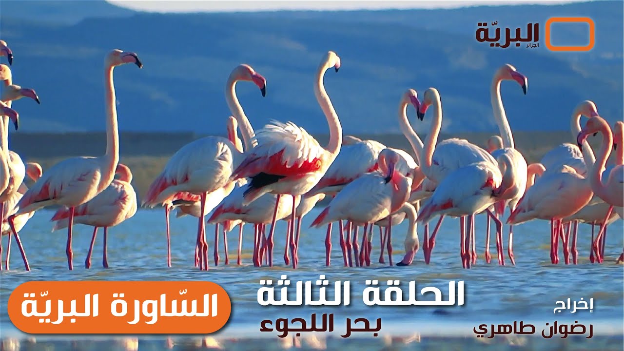 الساورة البرية - الحلقة الثالثة