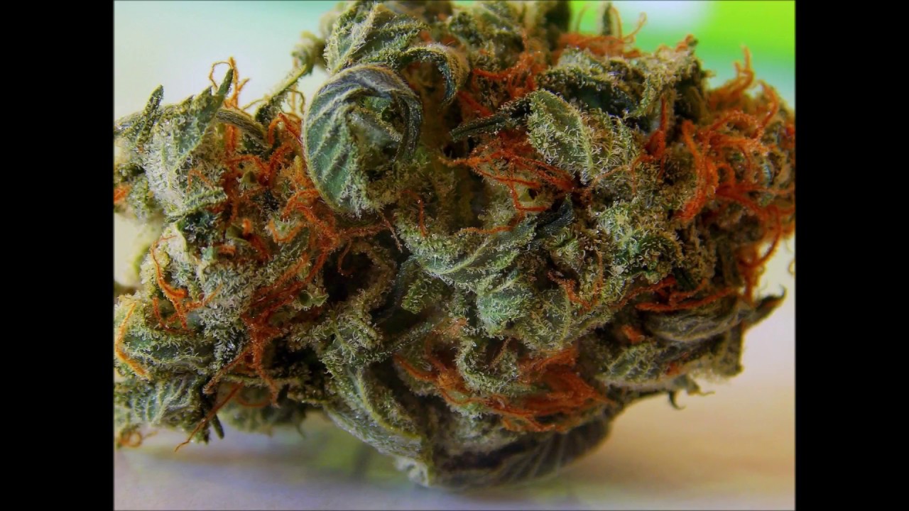 Cannabis Fakt - Marihuana hilft gegen entz&uuml;ndliche Darmerkrankungen