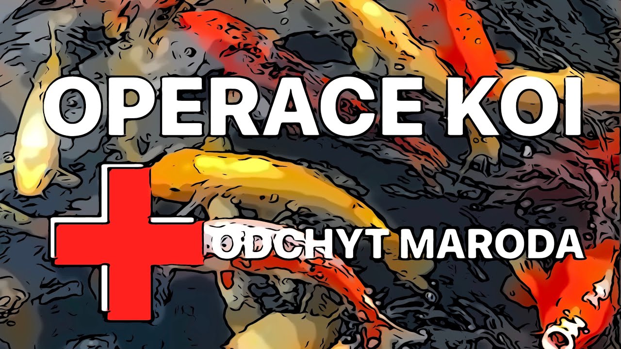 OPERACE KOI - Marod, kterej musel z vody ven - KOI Kapři a krmen&iacute; z ruky! Tohle chce&scaron; m&iacute;t doma!