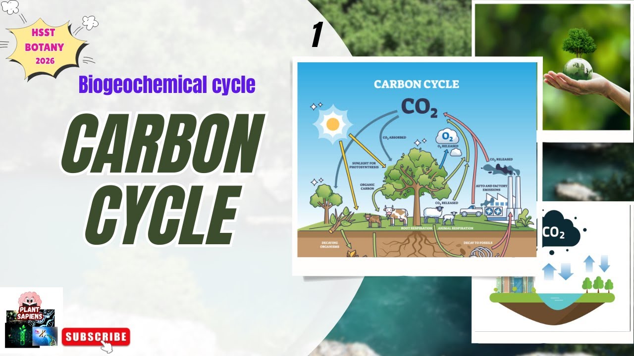 Carbon Cycle Explained| Biogeochemical cycles| #plantsapiens