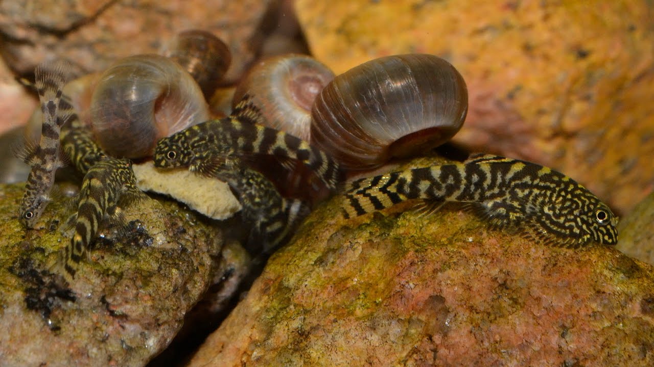 Sewellia lineolata Breeding Project - Oct 2016