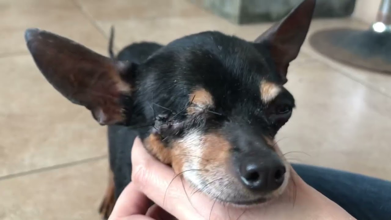 FRANKIE chihuahua con ojo prolapsado Parte 2 (ojito removido)