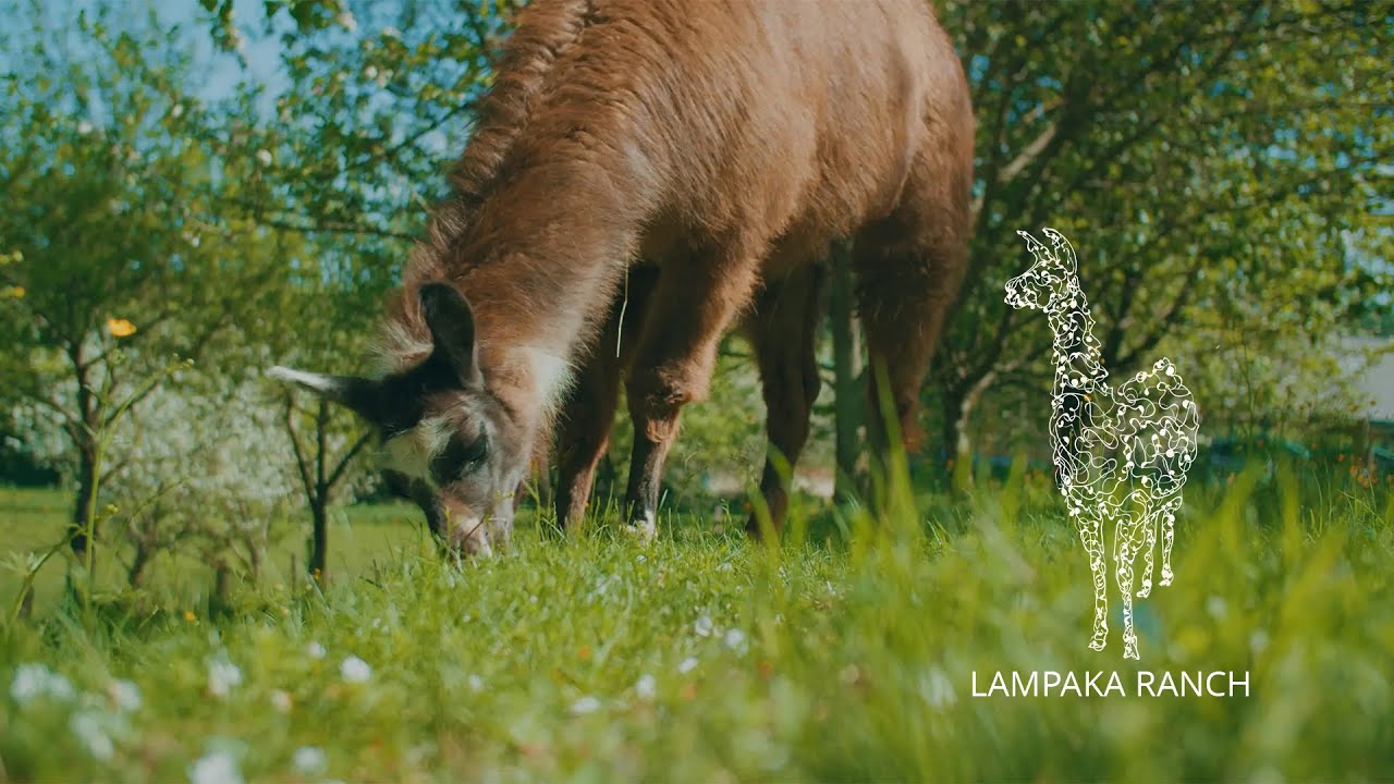 Lampaka Ranch - Ein Jahr auf der Lama und Alpaka Ranch in Freistadt