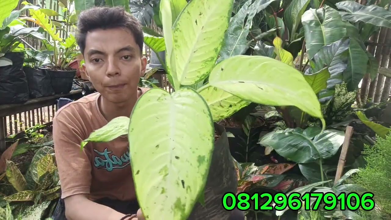 REVIEW BUNGA HIAS MURAH TERBARU