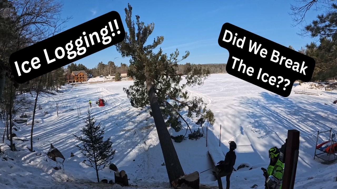 Срубка деревьев на замерзшем озере... Опасная работа!