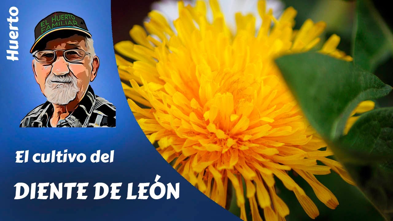 DIENTE DE LEON: Como cultivar diente de Le&oacute;n, -achicoria-