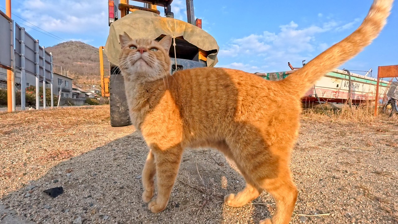 猫島の漁港で出会った茶トラ猫ちゃん、最初はちょっと逃げたけどやっぱり撫でられにきてカワイイ