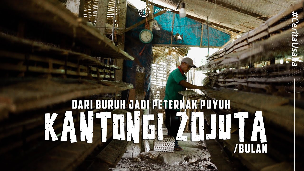 Kiat Sukses Ternak Puyuh Kandang Sederhana Untung Melimpah - Sub Indo