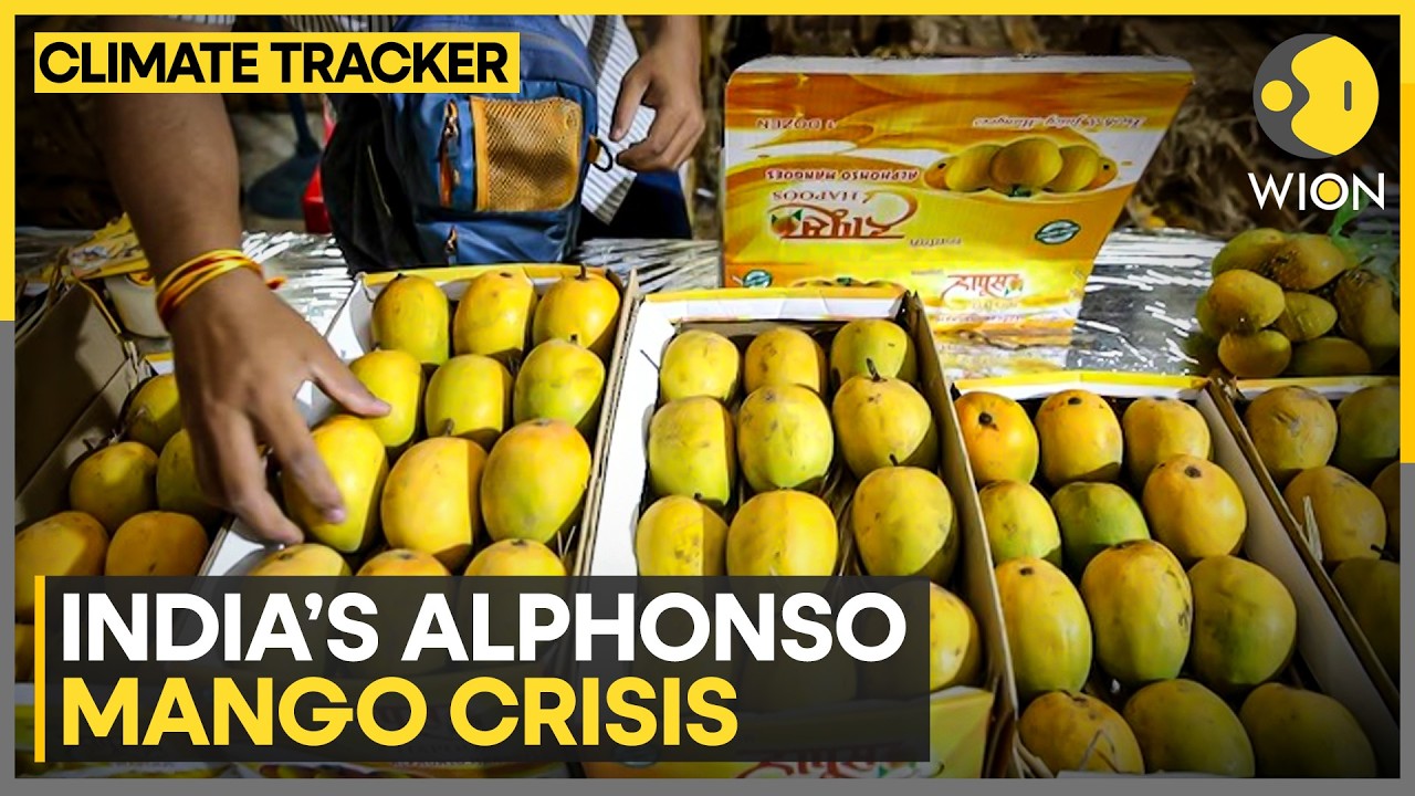 India&rsquo;s Alphonso Mango Crisis: Maharashtra Farmers Face Heavy Losses | WION Climate Tracker