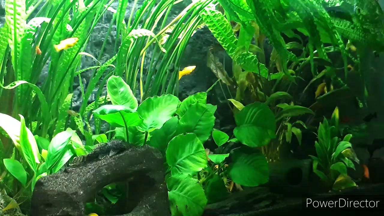 ( 69 ) Cryptocoryne Aponogetifolia i słów kilka