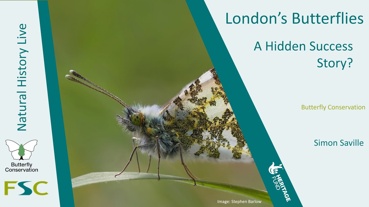 Butterflies of London - a hidden success story