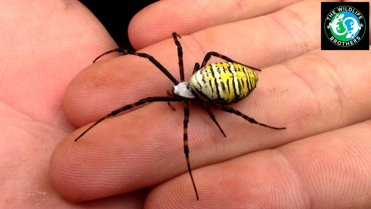 The MOST BEAUTIFUL SPIDER in Ohio!