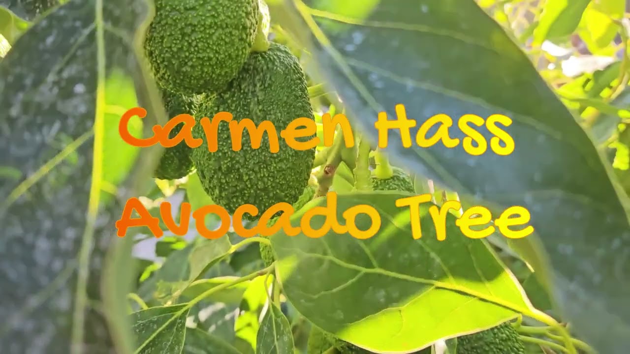 Jim Bacon & Carmen Hass Avocado Trees Fall 2024 Update - No Comment
