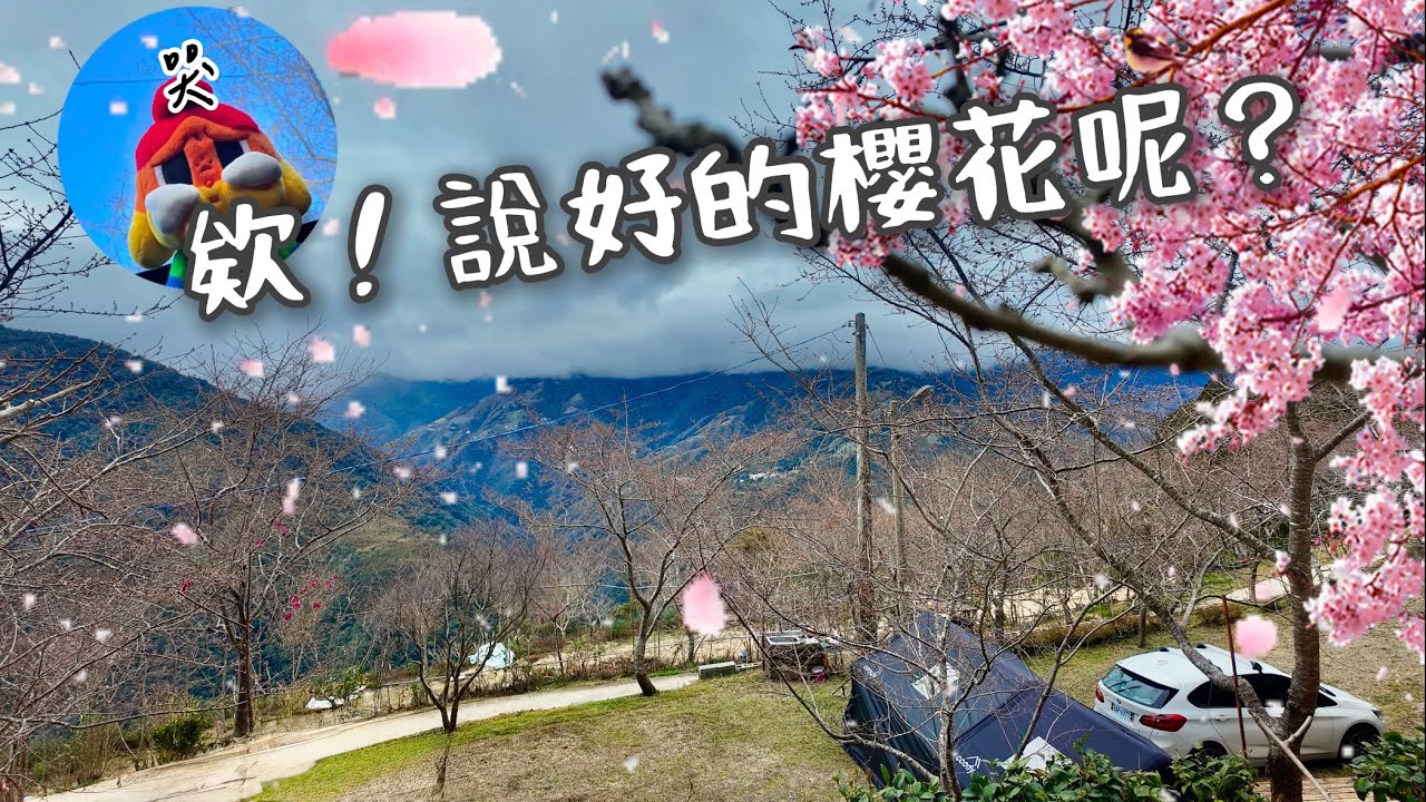 哭😭2025首露櫻花🌸沒開還收濕帳｜10帳就能包場的櫻花🌸營區｜雅比斯露營區｜No.58露