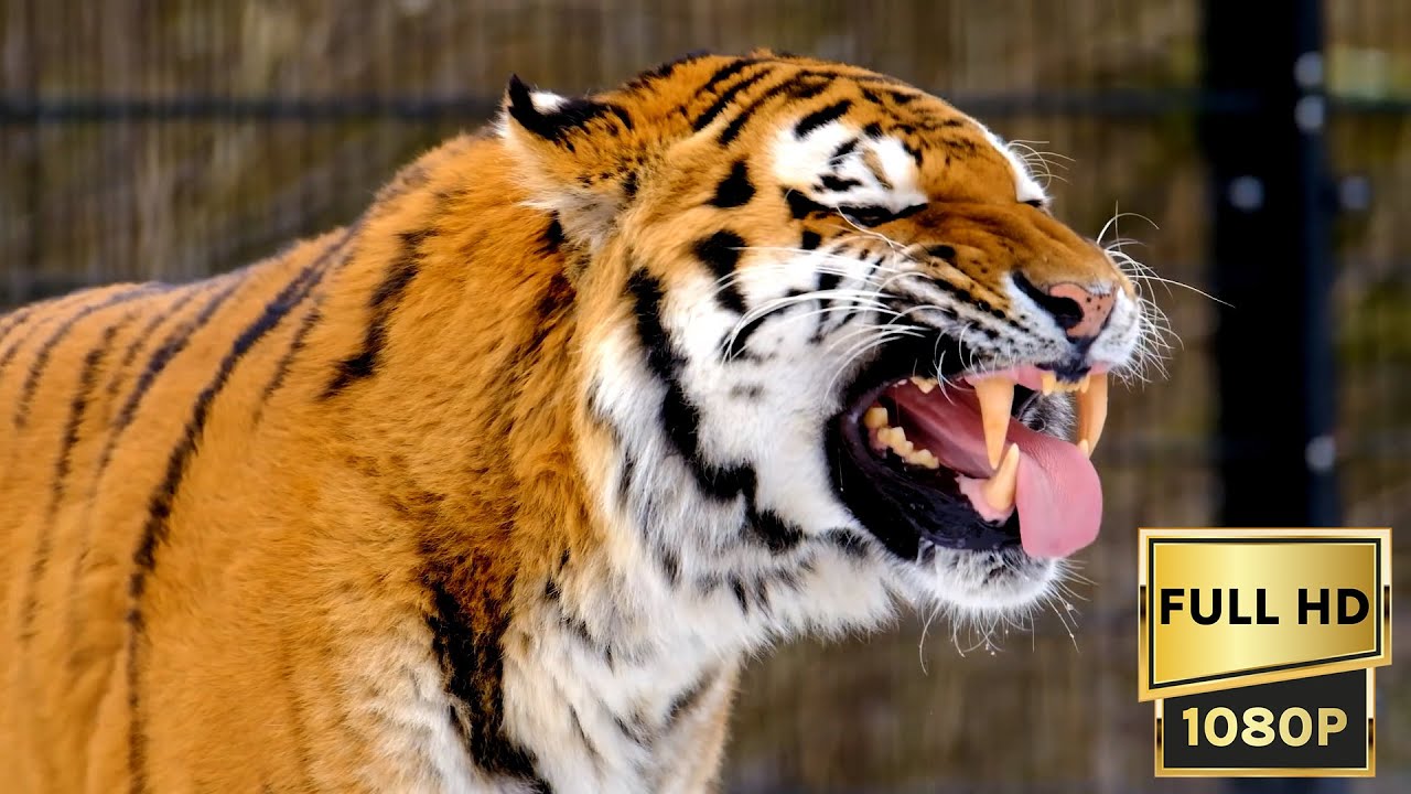 Tiger and Cheetah