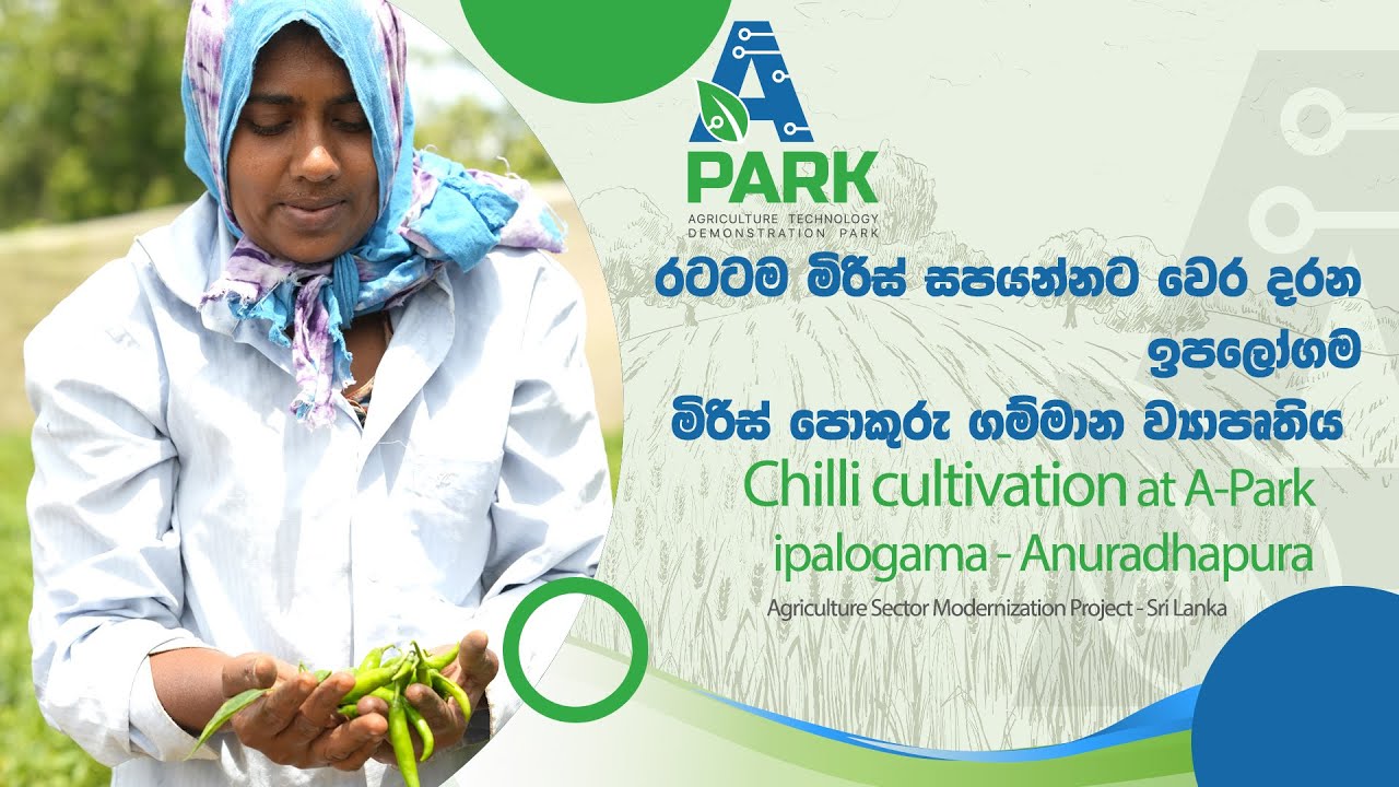 Chilli cultivation at A-Park ipalogama - Anuradhapura - රටටම මිරිස් කිරලෝගමින්